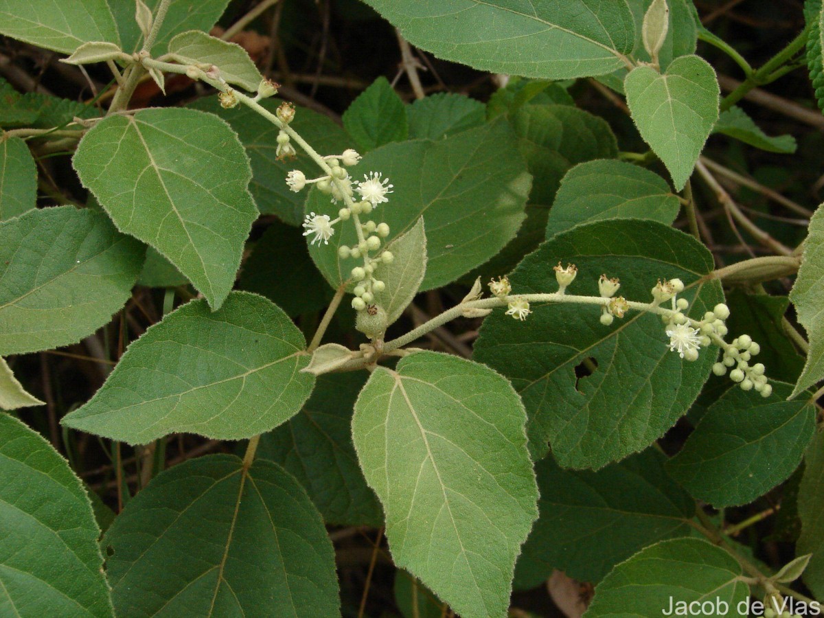 Croton aromaticus L.